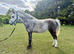 12hh registered Welsh a grey mare