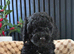 Miniature cockerpoo puppies