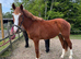 Ish x Chestnut gelding