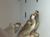 Java finches