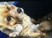 Adorable Fluff Ball Cockalierpoo pups