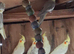 Pearl aviary cockateils