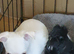 Chihuahua puppies ready now Lincolnshire