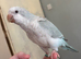 Tame quaker for sale