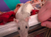 3 sister rats