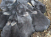 Blue otters mini rex