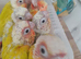Hand reared baby suncheek conures