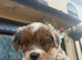 Beautiful puppy