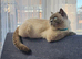 British shorthair kittens