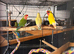 Love birds