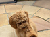 Maltipoo 8 months old.