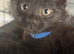 2 black male kittens, 1 black and white female ready to go