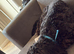 11 month old cockapoo