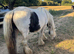 Anna cob mare in foal