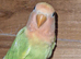 Love bird