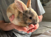 2 Female Baby Rabbits For Sale