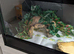 Male blue tongue skink