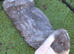 Lilac and white french lop Doe.