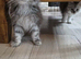 XXL Maine Coon Kittens.