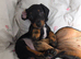 Miniature dachshund