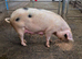 GOS SOW for sale