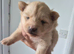 2 pomeranian puppies available