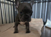 Female French bulldog