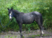 Yearling filly trotter x to make 13hh