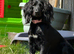 Cocker spaniel puppies
