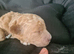 Beautiful  poochons
