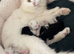Fluffy cat