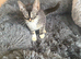 Cats and kittens need homes ASAP