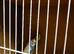 3 Proven Breeding Pair of Budgies