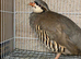Chukar partridge