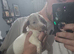 Miniature Dachshund female