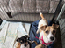 Smooth coated Jack Russell puppies
