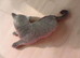 Proven British Shorthair Male – For Sale