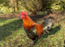 French Black Copper Marans