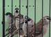 Cherry finches