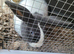 Dutch cross old english gorgeous blue/white with blue eyes
