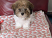 5 month old puppy for sale