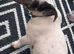 5 month old jack Russel boy