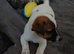 Jack Russell puppie