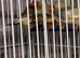 Various zebra finches