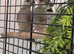 Java finch sparrows