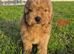 Beautiful cockapoo pups £685