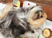 Guinea Pigs - baby brothers