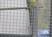 Baraband hen