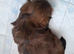 Shih-tzu female