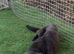 Blue German shepherd